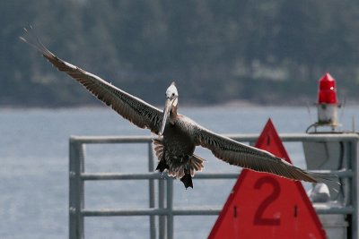 Brown Pelican