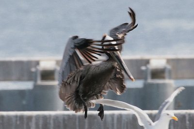 Brown Pelican