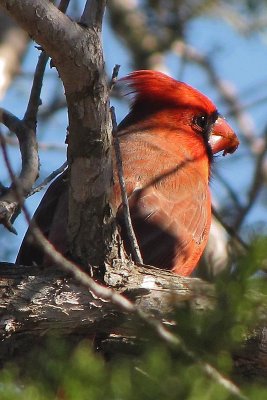 Northern Cardinal