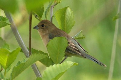 Lazuli Bunting - female