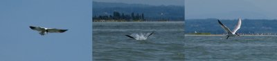 Gulls and Terns