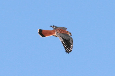 American Kestrel