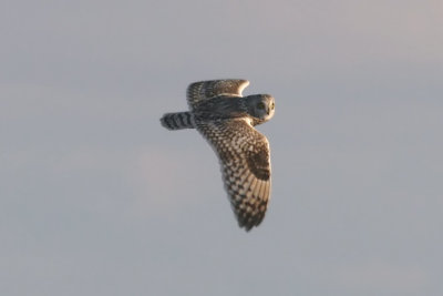 SE Owl 8407.jpg