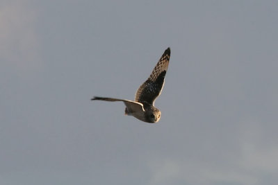SE Owl 8405.jpg