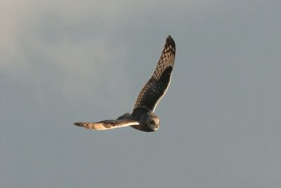 SE Owl 8404.jpg
