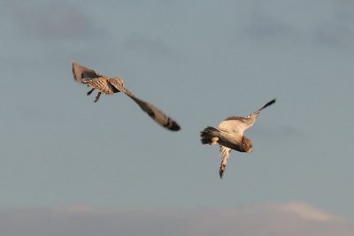 SE Owl 8399.jpg
