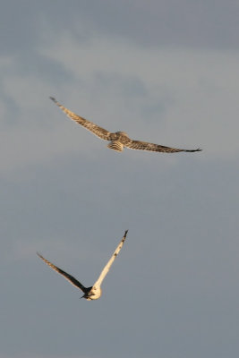 SE Owl 8401.jpg