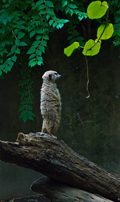 Meerkat - Portland Zoo