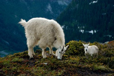 Goats - Near Cache Glacier, North Cascades, Washington
