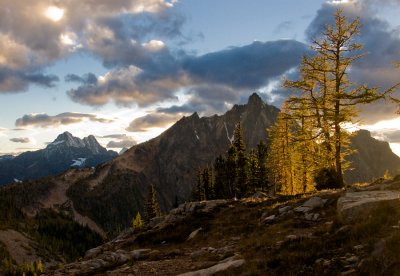 Larch tree, Mt. Hardy