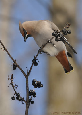 Jaseur Boral  //  Bohemian Waxwing