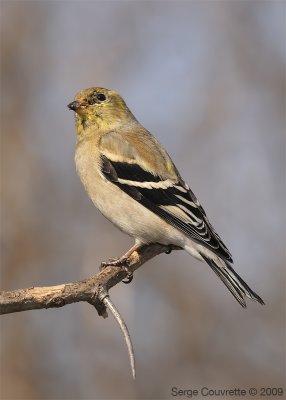 chardonneret_jaune