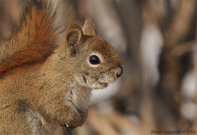 cureuil Roux // Red Squirrel