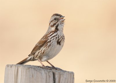 Bruant Chanteur // Song Sparrow
