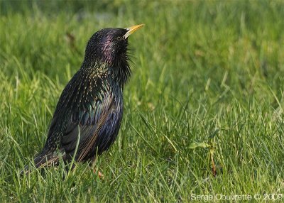 tourneau Sansonnet  //  European Starling