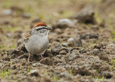 Bruant Familier // Chipping Sparrow