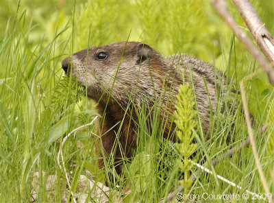  Marmotte // Groundhog