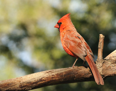 Cardinal Rouge (mle)