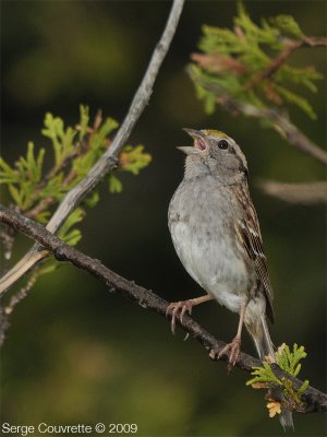Bruant  Gorge Blanche // White-Throated Sparrow