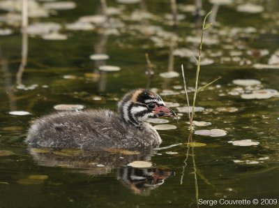 Grbe  Bec Bigarr (Jeune) // Pied-Billed Grebe (young)