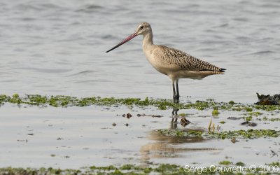 Barge Marbre // Marbled Godwit