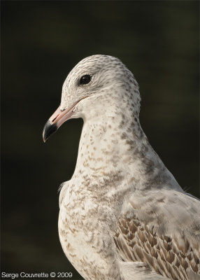 Goeland  Bec Cercle (immature) // Ring-Billed Gull (immature)