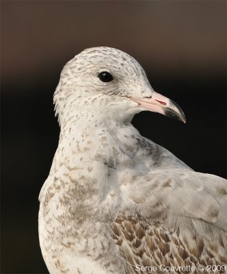 Goeland  Bec Cercle (immature) // Ring-Billed Gull (immature)