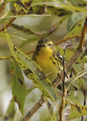 _SCO8420.jpg (Paruline Tigre)