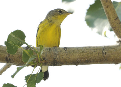 _SCO8513.jpg (Paruline  joues grise ?)