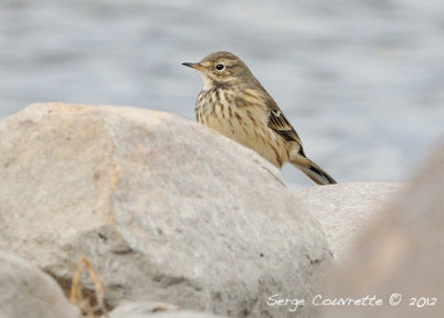 pipit_amerique