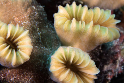 Flower cup coral