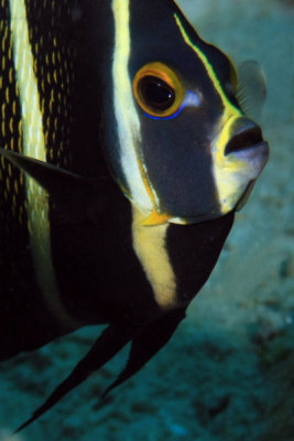 Juvenille french angelfish