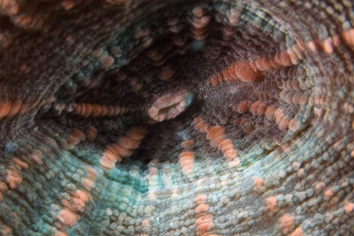 Mushroom coral detail