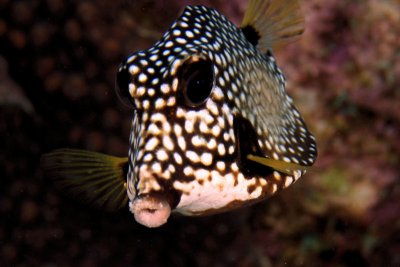 Trunkfish