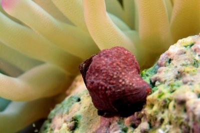 Hermit crab with anemone