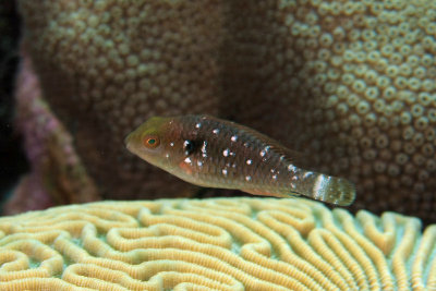 Juvenile stoplight parrotfish