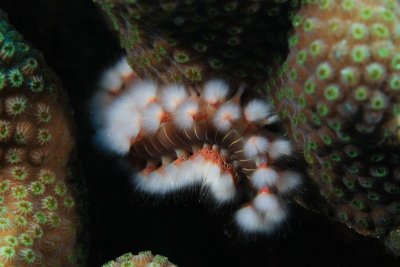 Fireworm on coral