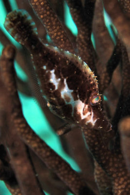 Slender filefish in coral