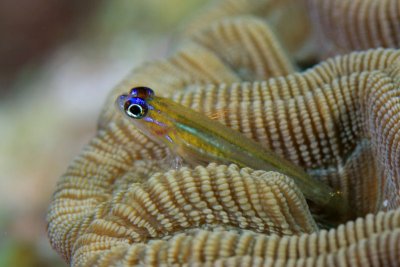 Goby on brain coral
