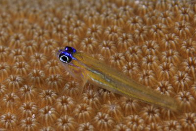Goby on star coral