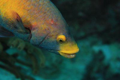 Spanish hogfish