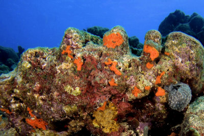 Coral with encrusting sponge