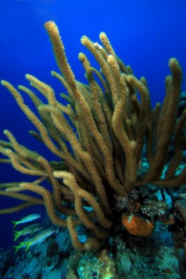 Sea rod coral