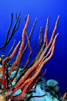 Rope coral