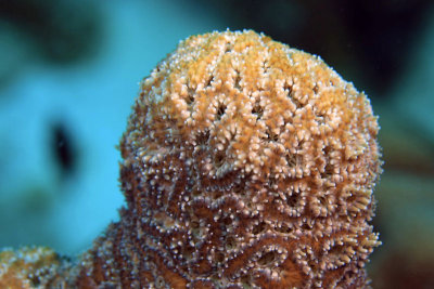 Elliptical star coral