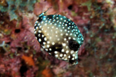 Juvenille trunkfish