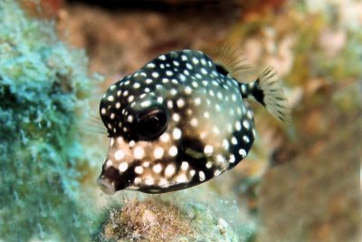 Juvenille trunkfish