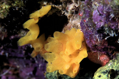 Yellow calcerous sponge