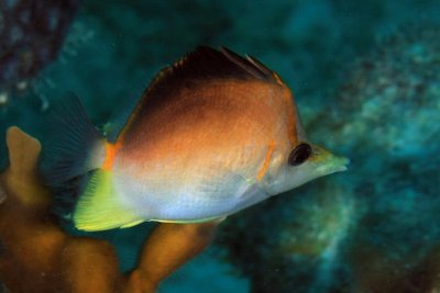 Sharpnose butterflyfish