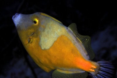 Whitespotted filefish - orange phase